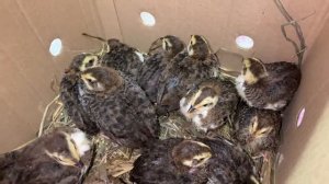 Смокинговые перепела