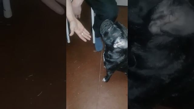 французкий бульдог по имени Молли смотреть онлайн