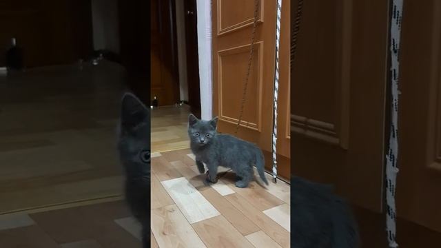 #shorts КОШЕЧКА СОНЯ И ШНУРКИ