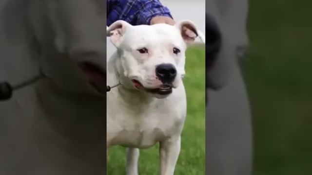 Какие собаки охраняют дом Кадырова и его семью #shortvideo смотреть онлайн