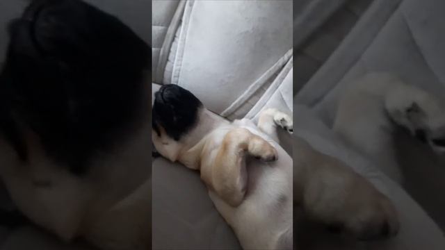 Спокойной ночи малыши!!! смотреть онлайн