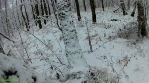 Охота на рябчика с манком по первому снегу. (Иж-94 "север")