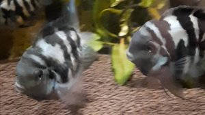 Аквариум с рыбками