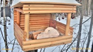 Онлайн кормушка для птиц Live Bird Feeder