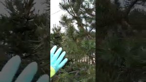 Обрезка Хвойных весной.