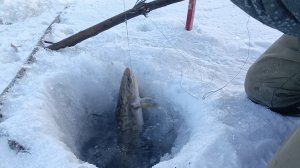 Проверка тычек на налима.18.12.24г.