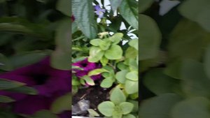 Декор в саду. Регион Южный Урал.