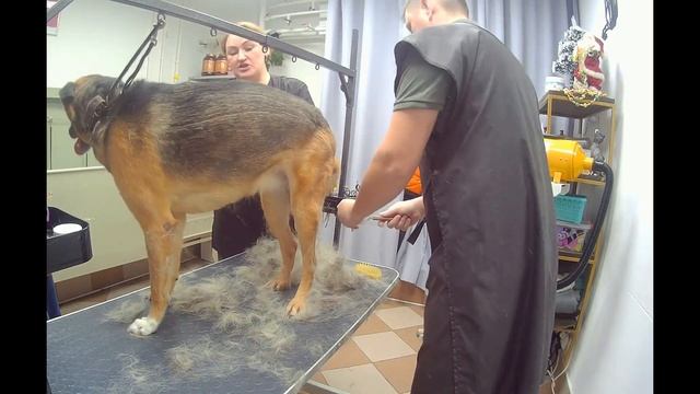 Груминг кабинет "Грета" смотреть онлайн