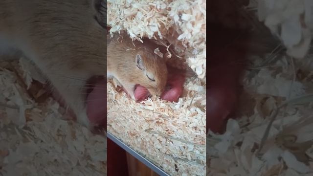 Наша Песчанка Мышка родила 6 детей😍🤗