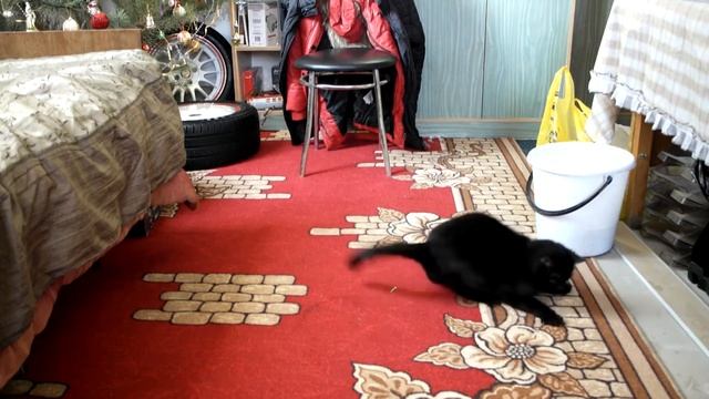 Кошка играет с Лазером смотреть онлайн