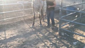 Zephyr #7617 Mustang 3Yr Old Blue Roan