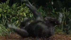 Джордж показывает фак (Ремпейдж)2018