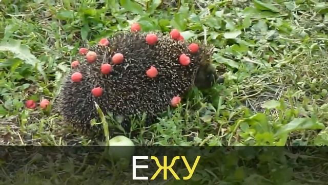 Логопедические песенки распевки - Еж ЖА, ЖУ, ЖЕ, ЖИ смотреть онлайн