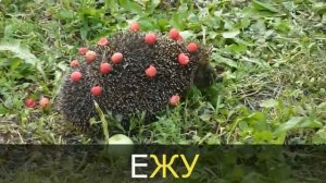 Логопедические песенки распевки - Еж ЖА, ЖУ, ЖЕ, ЖИ