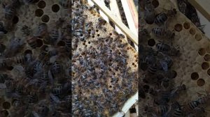 Хитрая матка бакфаст F2 , тестирование часть 1