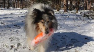 15.12.24 Крис играет