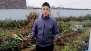 Деление и пересадка ирисов осенью.