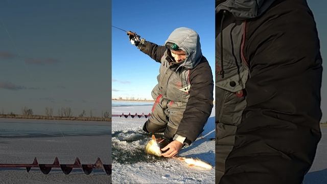 ЗДОРОВЫЙ ОКУНЬ НА БАЛАНСИР/ПОКЛЁВКА И ВЫВАЖИВАНИЕ КРУПНОГО ОКУНЯ/РЫБАЛКА НА ПРУДУ/САРАТОВСКАЯ ОБЛ.