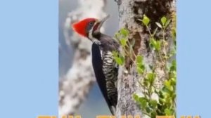 дятел и мошка логоритмика