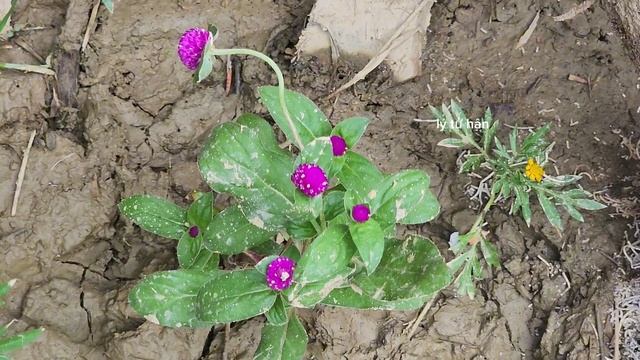 The departure of the husband, with the farewell of the single mother and the kind woman. lý tử hân смотреть онлайн