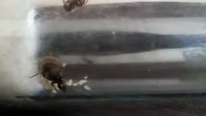 МУРАВЬИНАЯ ФЕРМА - LASIUS NIGER старт колонии