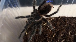 Паук птицеед Lasiodora Parahybana