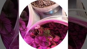 Клубника на поддоконике с досветкой, зимнее выращивание клубники в квартире, фитоэксперемент,