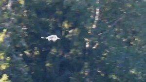 №3983  29 08 2023   Полет серой цапли