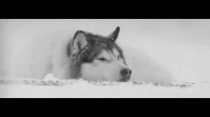 Die Wölfe ziehen.mp4