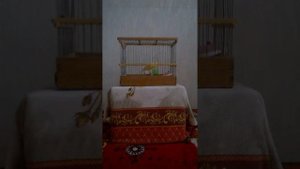 Кенар №4775, 9 месяцев, Олег Хрипунков (Волгоград)