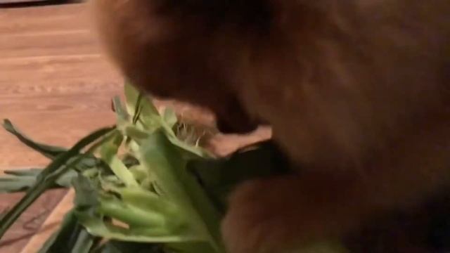 Шпиц и кукуруза смотреть онлайн