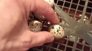 Вывод перепелов из магазинных яиц.