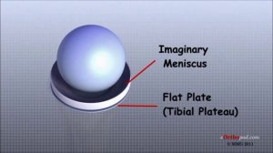 коленный сустав