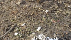 Чижики. Кемерово