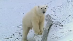 Серия «Хищники    опасные и прекрасные»