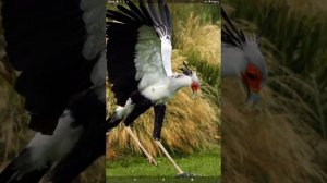 Охотница на змей - птица СЕКРЕТАРЬ