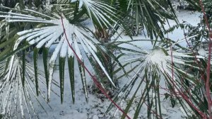 Укрытие пальм перед грядущими морозами❄️💨🌡️