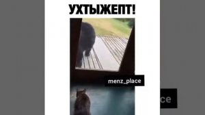 КОТ НАПАЛ НА МЕДВЕДЯ!