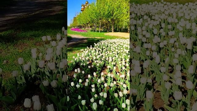 Белгород, парк Южный. Belgorod, Yuzhny Park. #белгород  #цветы  #belgorod  #flowers #park #spring