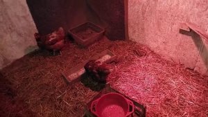 Обзор ламп для курятника! 🐤💡