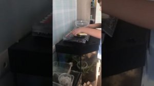 Кормление древолазов