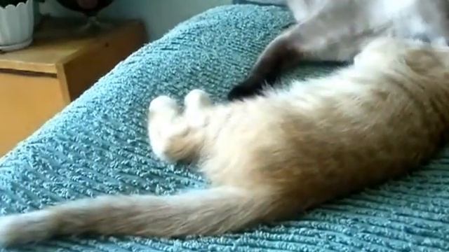 Кошка вылизывает котенка смотреть онлайн