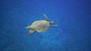 Turtle vs.Tortoise: What are the Differences? 🐢
