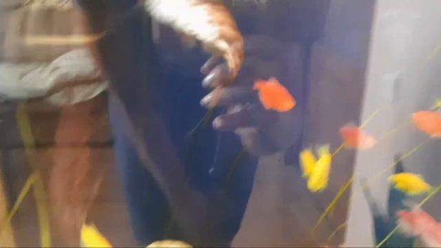 Семья из Мариуполя ВЛОГНАВЕЛА КРАСОТУРЫБКИ БЕЗ СВЕТАУТКА С ЯБЛОКАМИ#мариупольсегодня