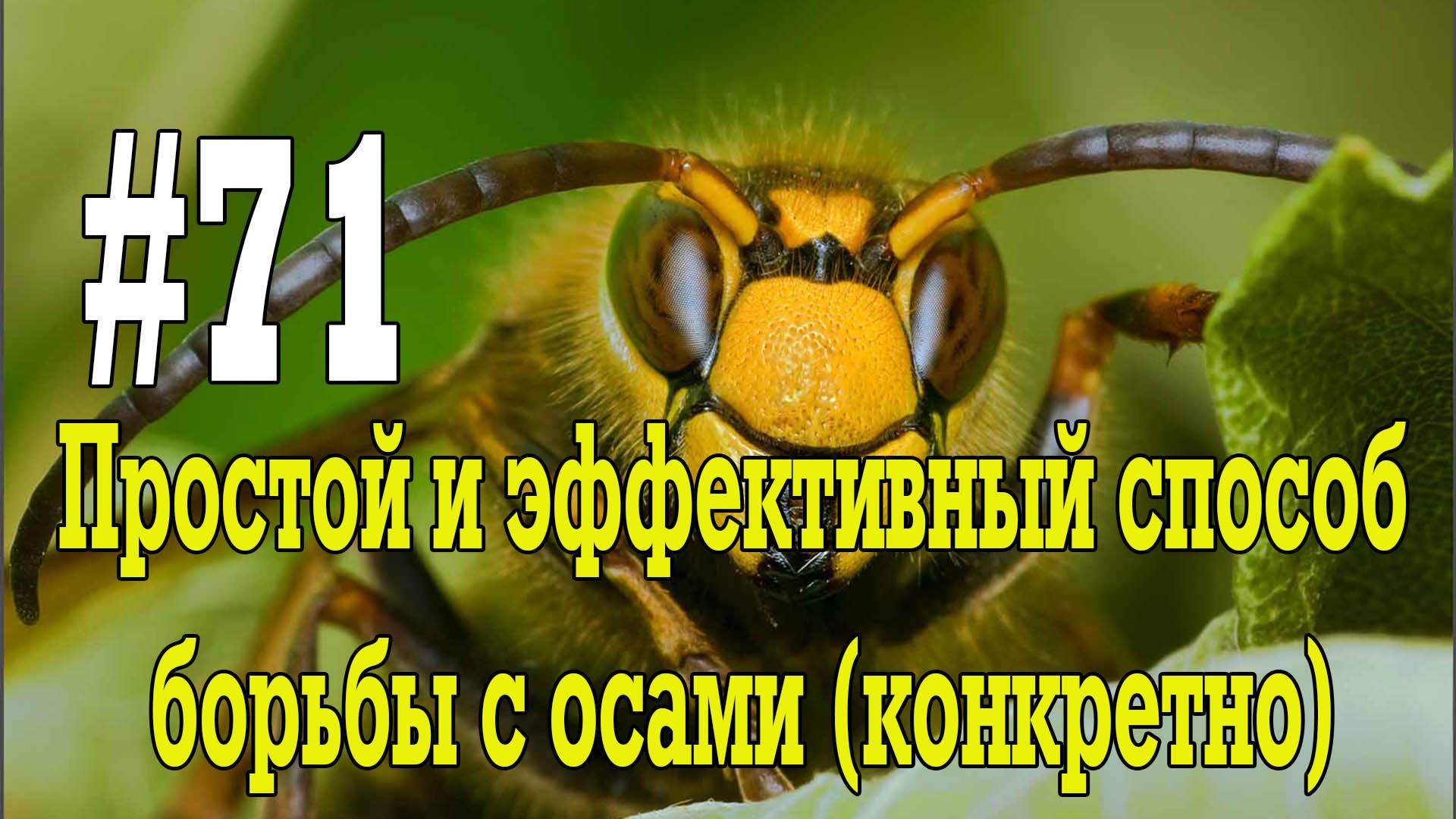 #71 Простой и эффективный способ борьбы с осами (конкретно)