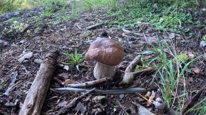 Утро. Лес. Грибы! Белые грибы у дороги и в лесной чаще