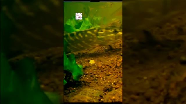 Рыбалка, подводная съёмка