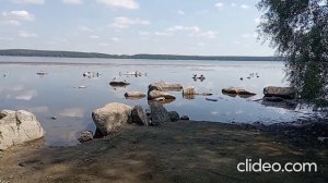 Шарташ умирает....