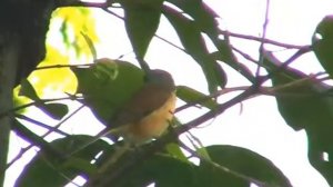 Бирманский жулан (сорокопут)   Burmese Shrike Lanius collurioides