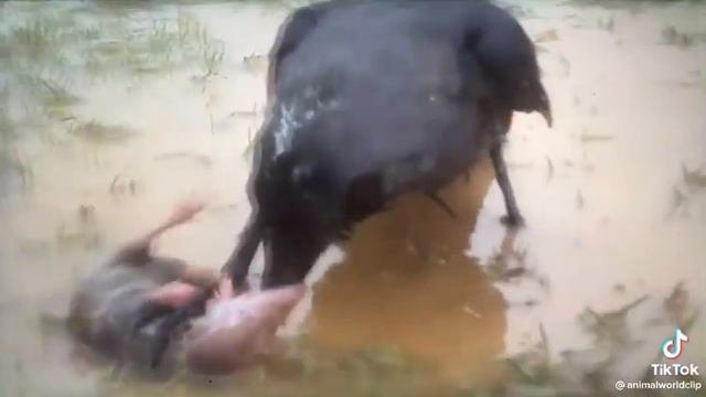Ворона и крыса